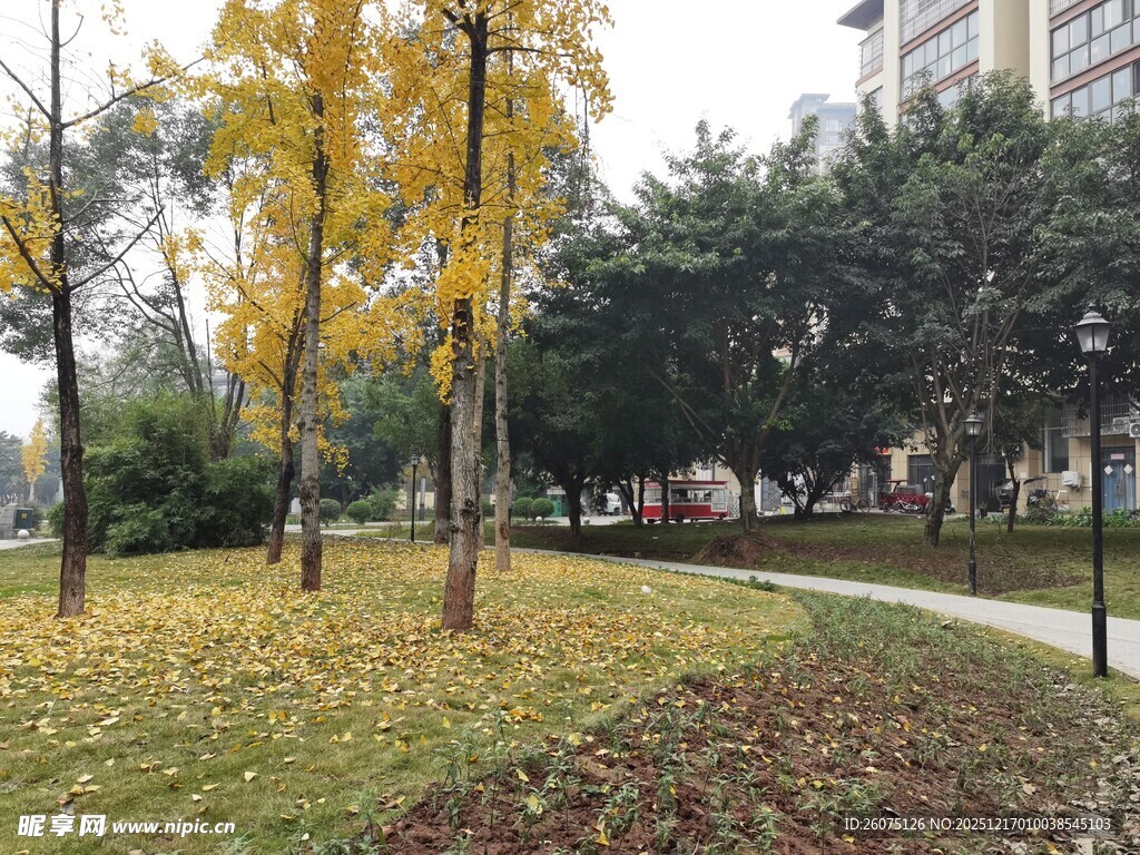 秋日公园落叶景致