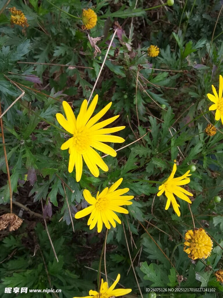 黄色小花绽放于绿植间