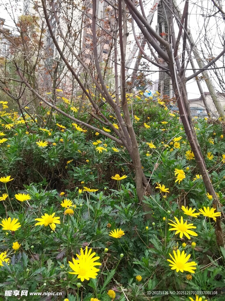春日黄花绽放于灌木丛中