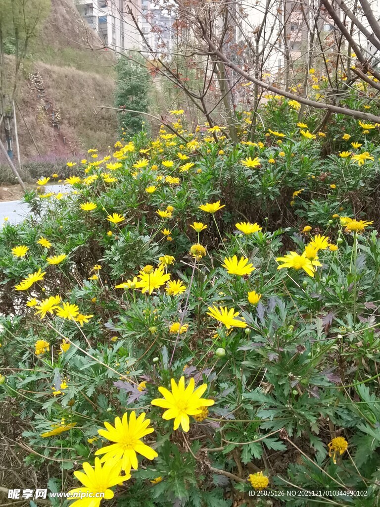 春日绽放的灿烂黄色小花