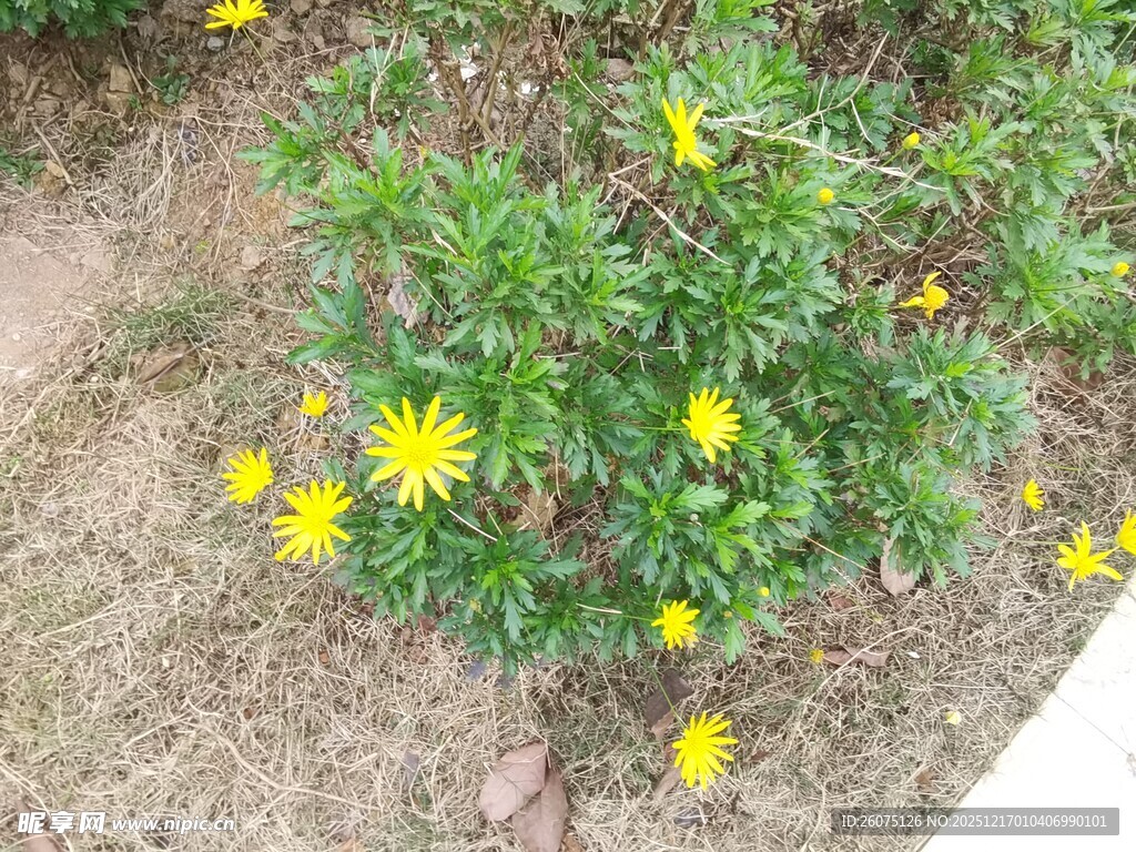 地上绽放的黄色小野花