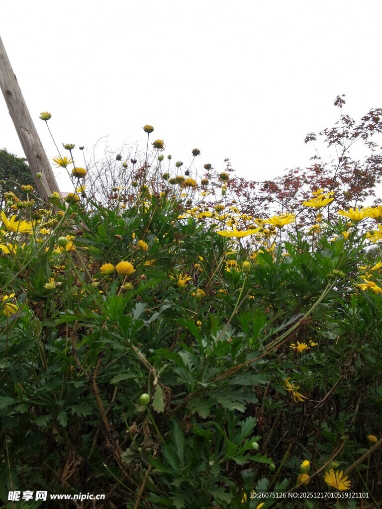 野外绽放的黄色小花