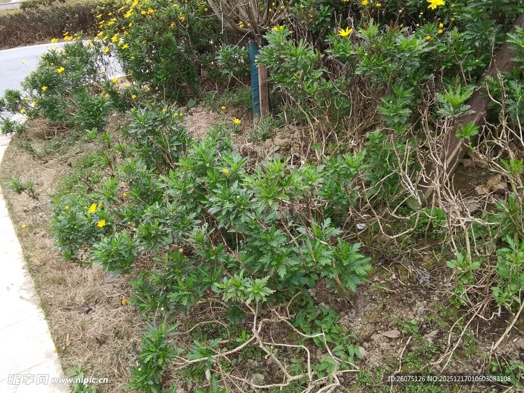 路边繁茂绿植花卉景观