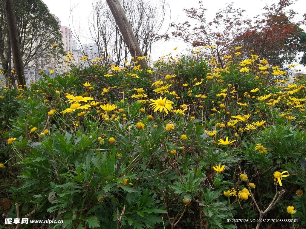 金黄花朵绽放绿植间