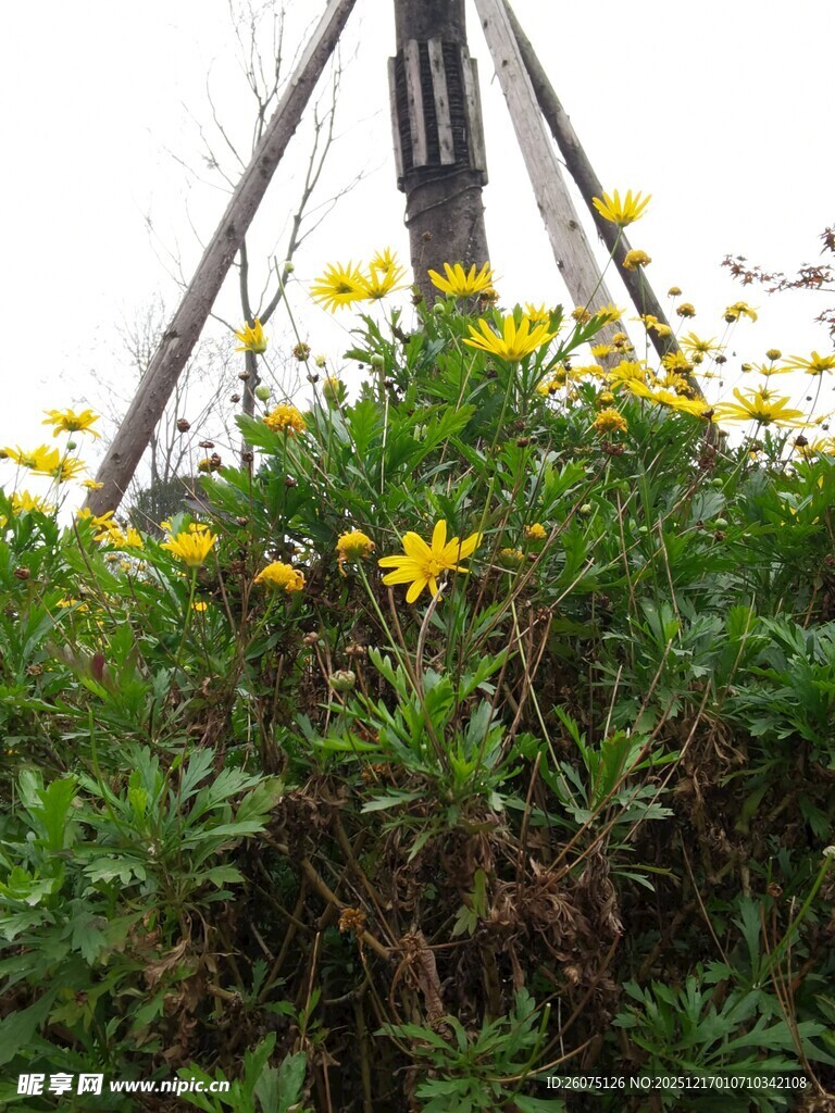 阳光下绽放的黄色小花