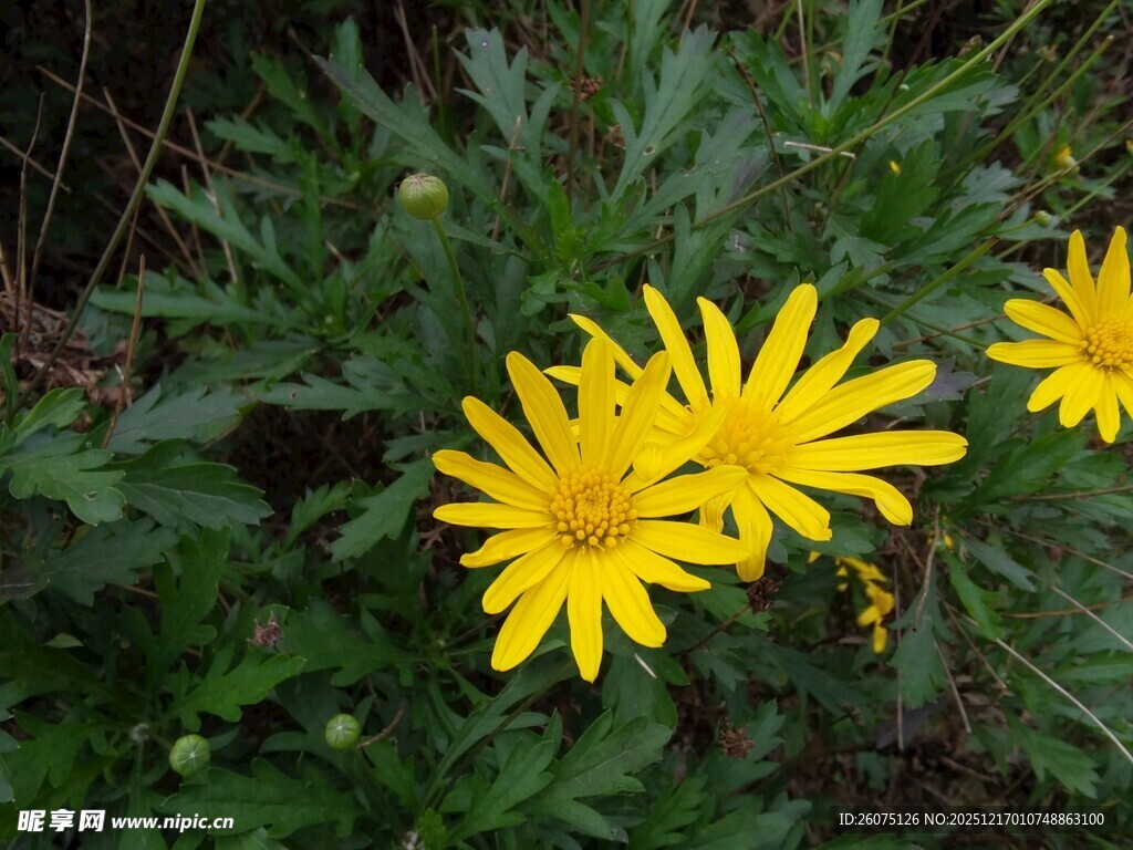 野外绽放的黄色小花