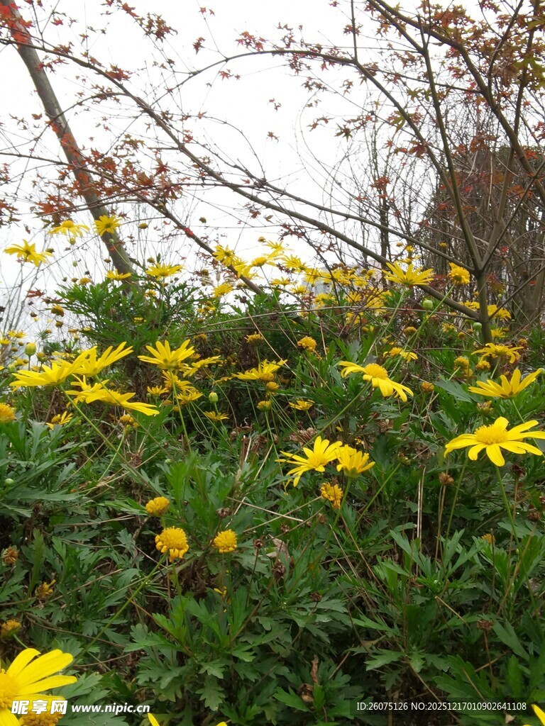 春日绽放的黄色小花