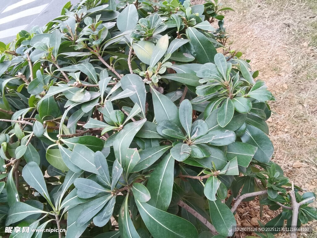 绿叶繁茂的植物景观