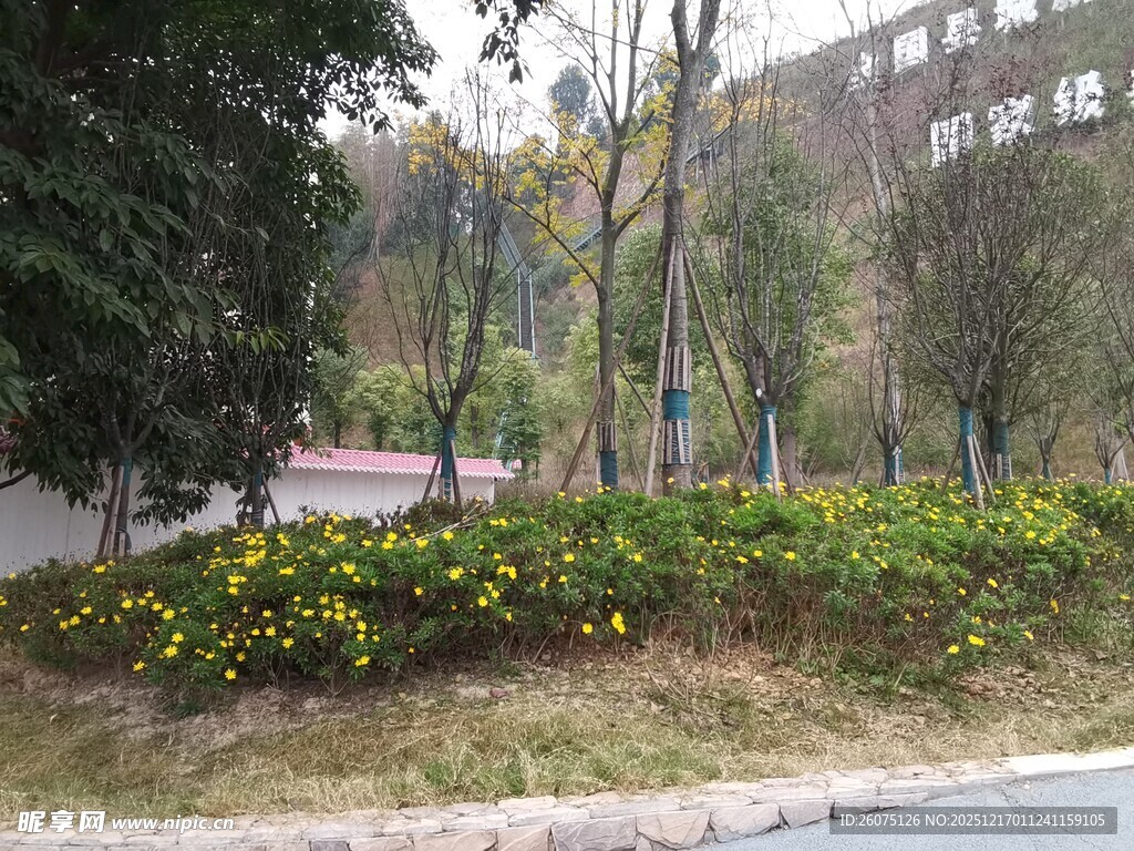 校园路边绿化带景观