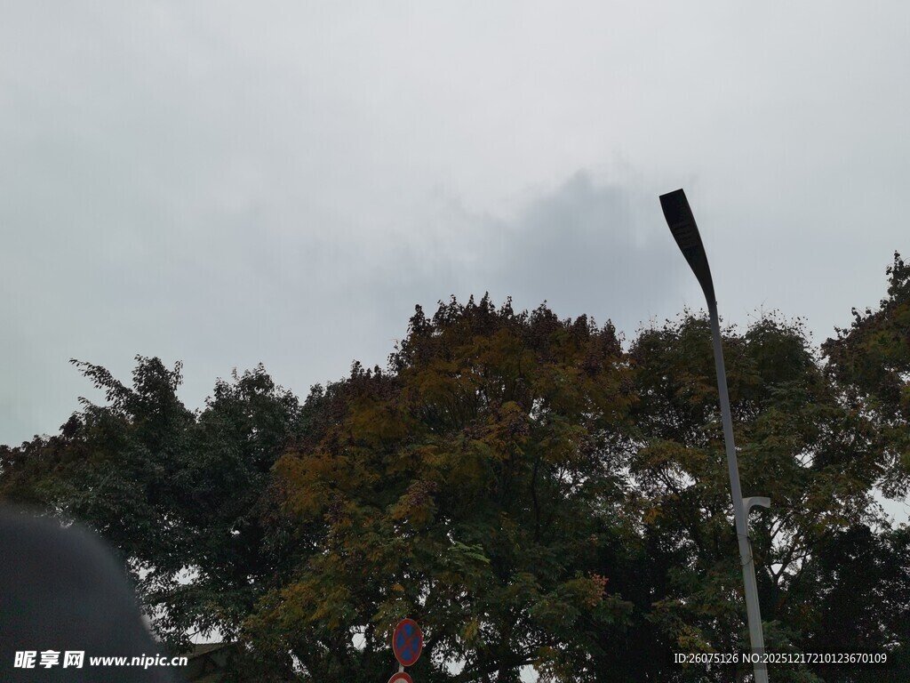 树梢上的路灯与阴沉天空