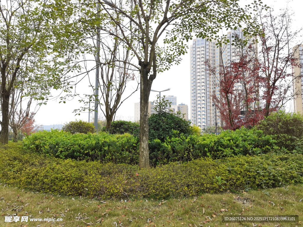 城市中的绿植景观