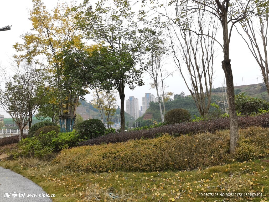 秋日公园小路旁的树木景观