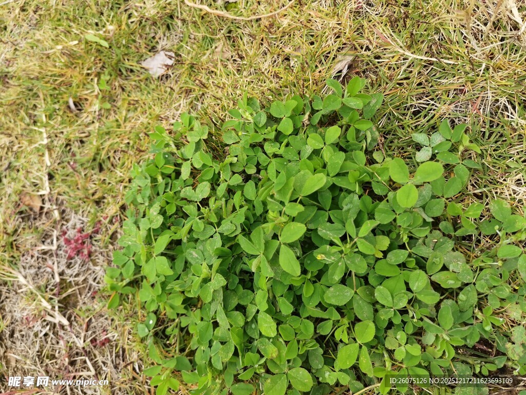 地面上的嫩绿植物群落