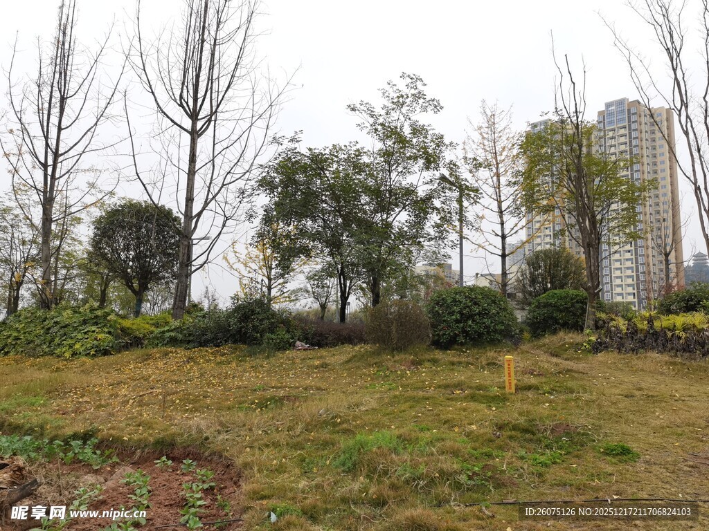 城郊草地树木景致