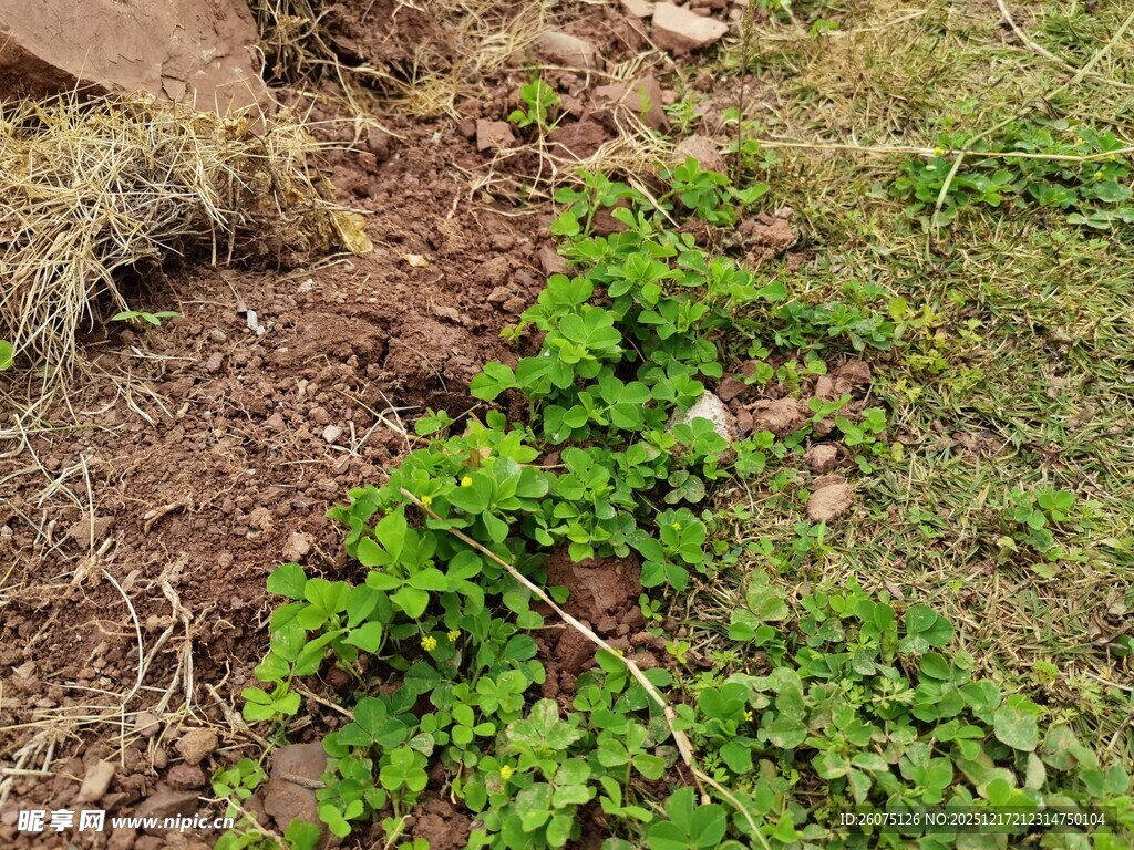 地面上的嫩绿植物