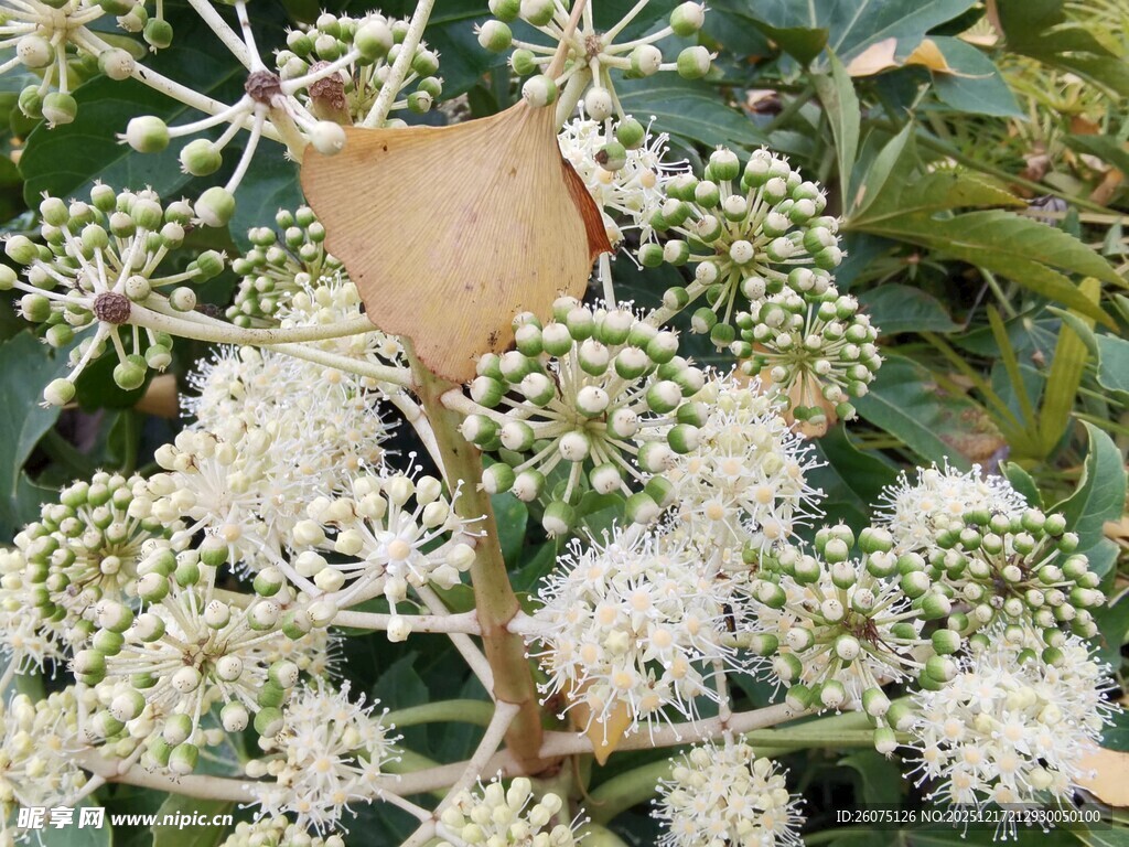 白色球状花朵与绿植景观