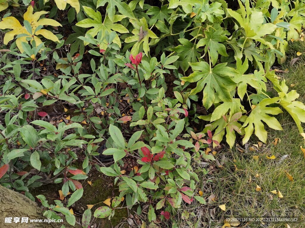 绿叶间的红色小花