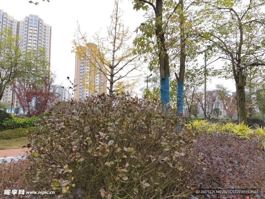 城市中的绿植景观