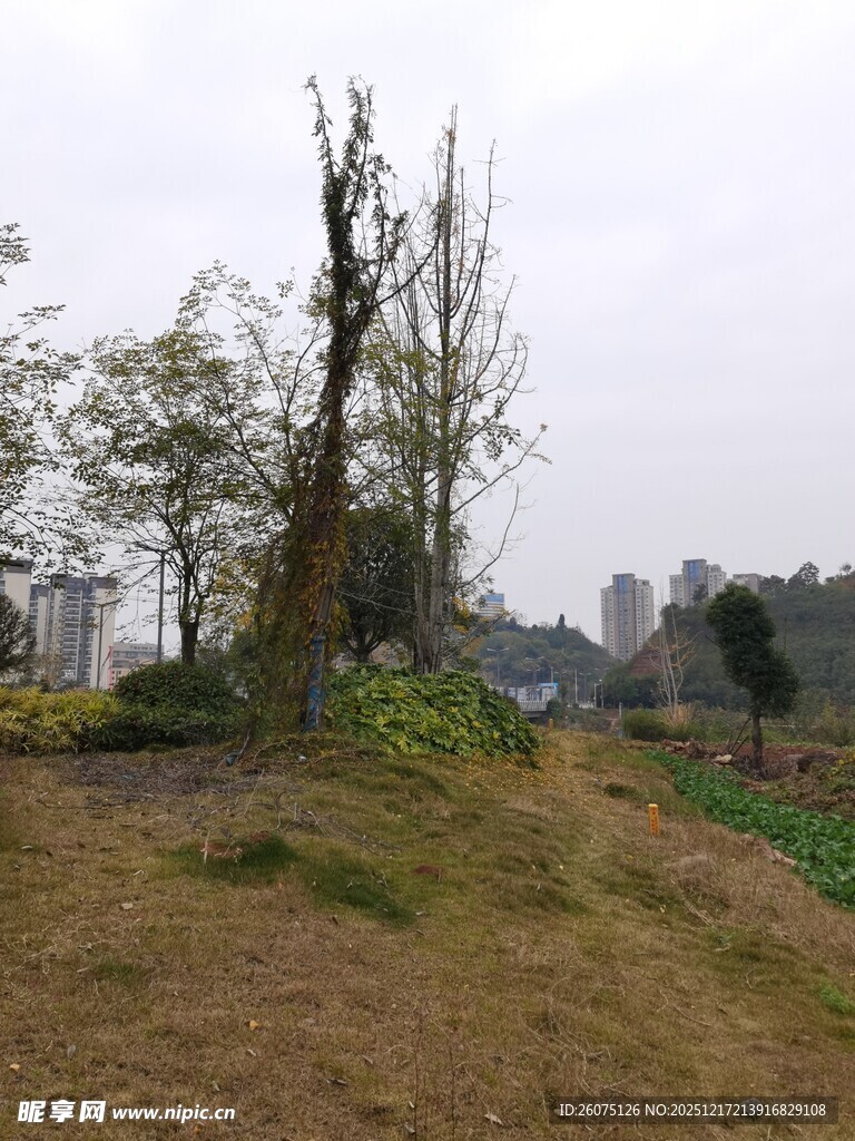 田野中倾斜枯树景象