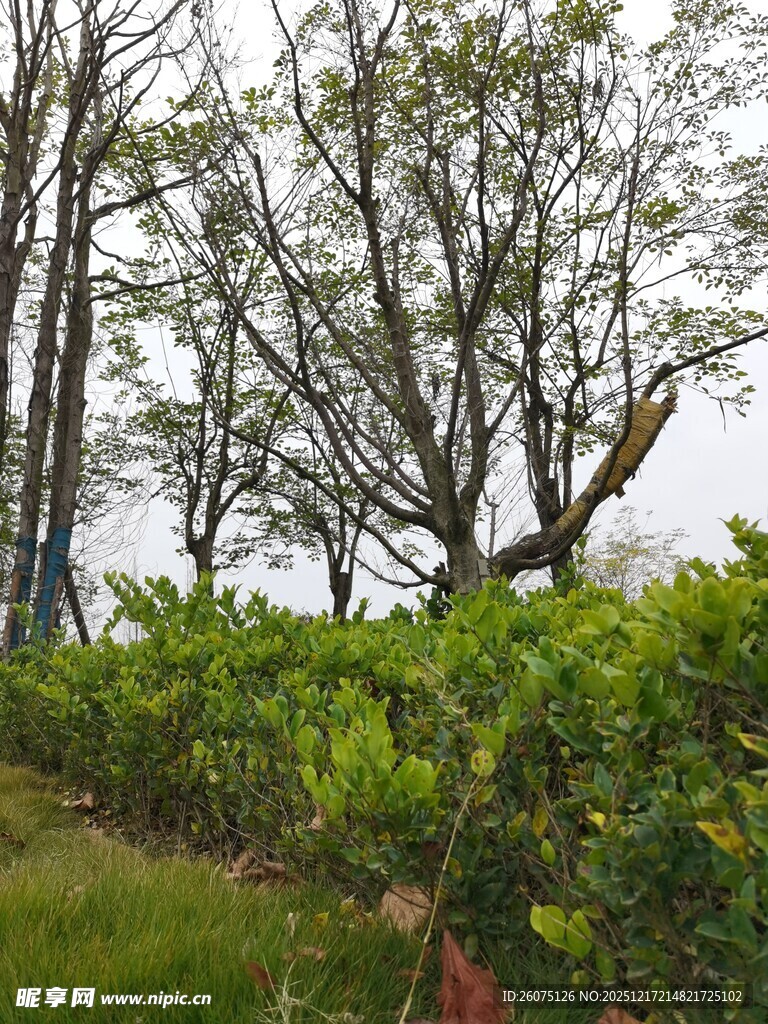 山林间的绿树与灌木丛