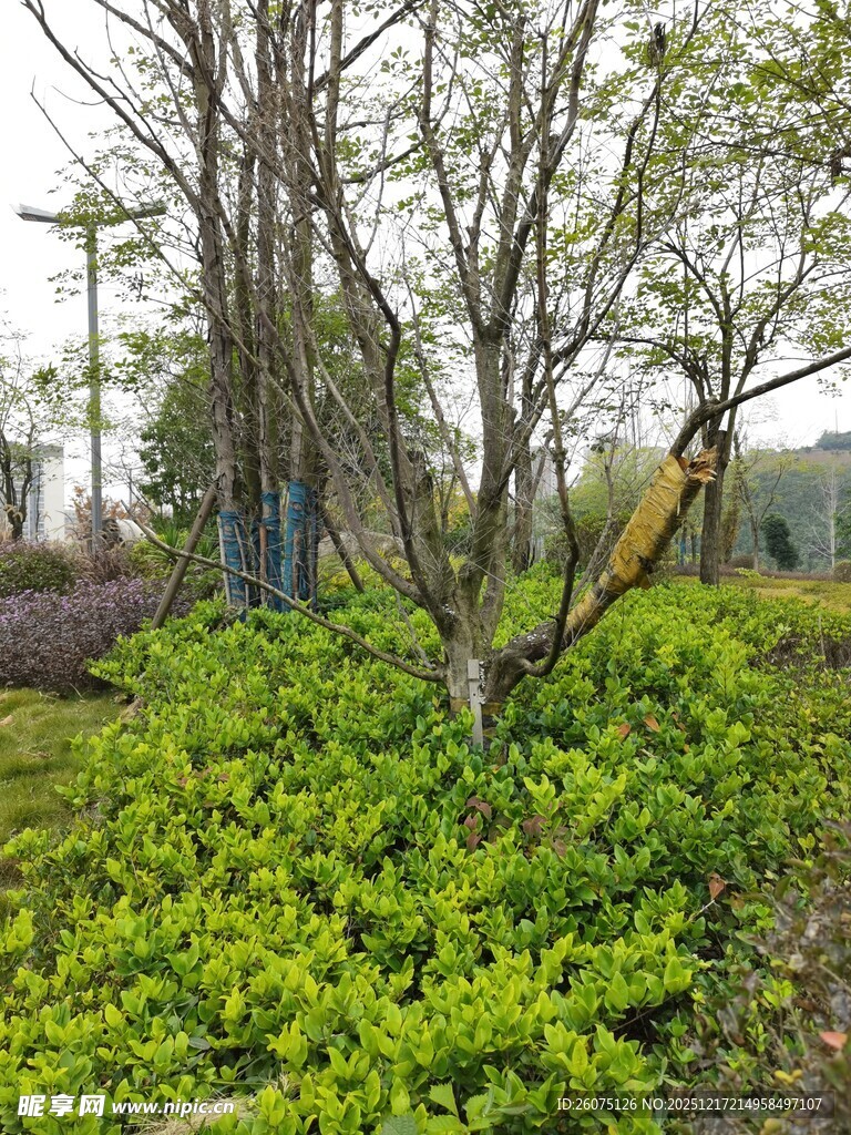 绿意盎然的户外树木景观