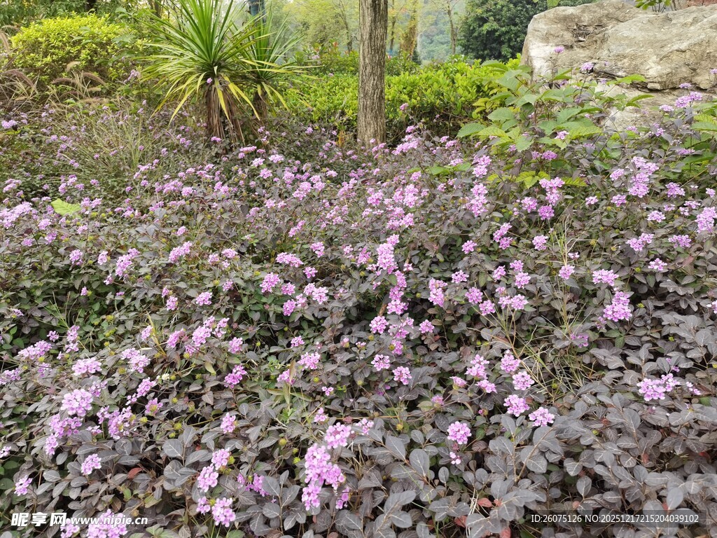 紫色花卉繁茂的美丽景观