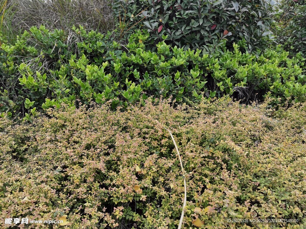 绿植景观黄绿植物对比