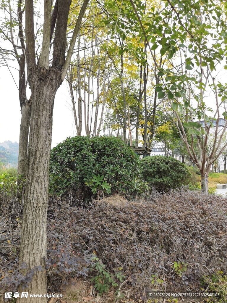 秋日树林中的繁茂灌木丛