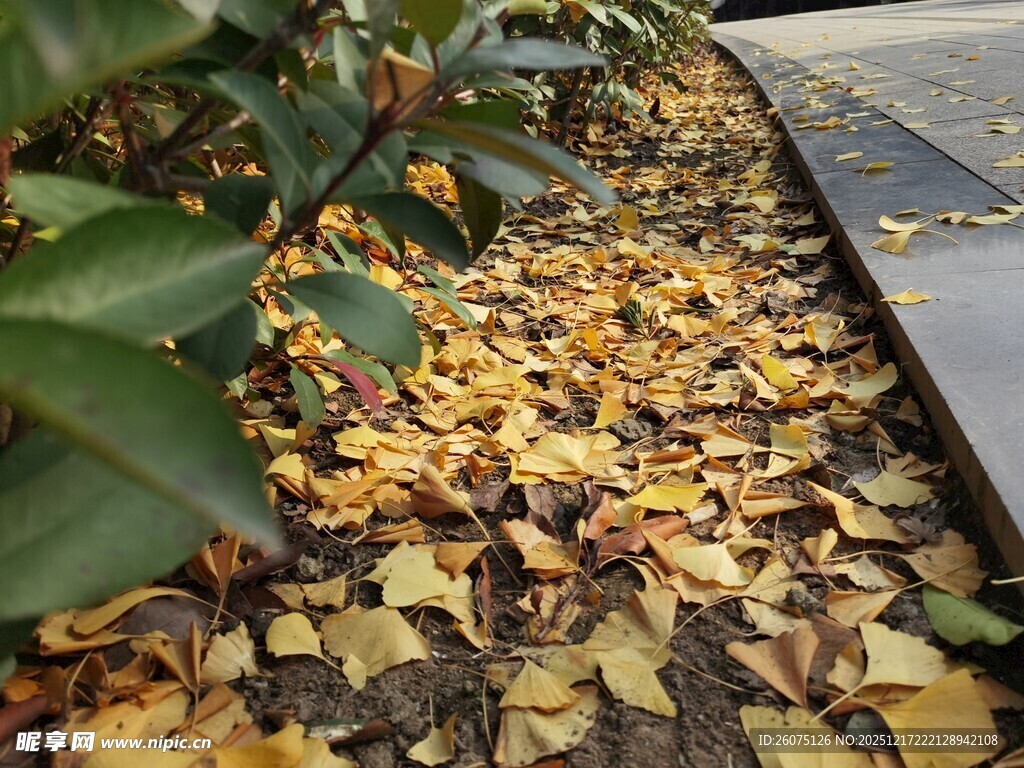 路边落叶铺就秋日美景