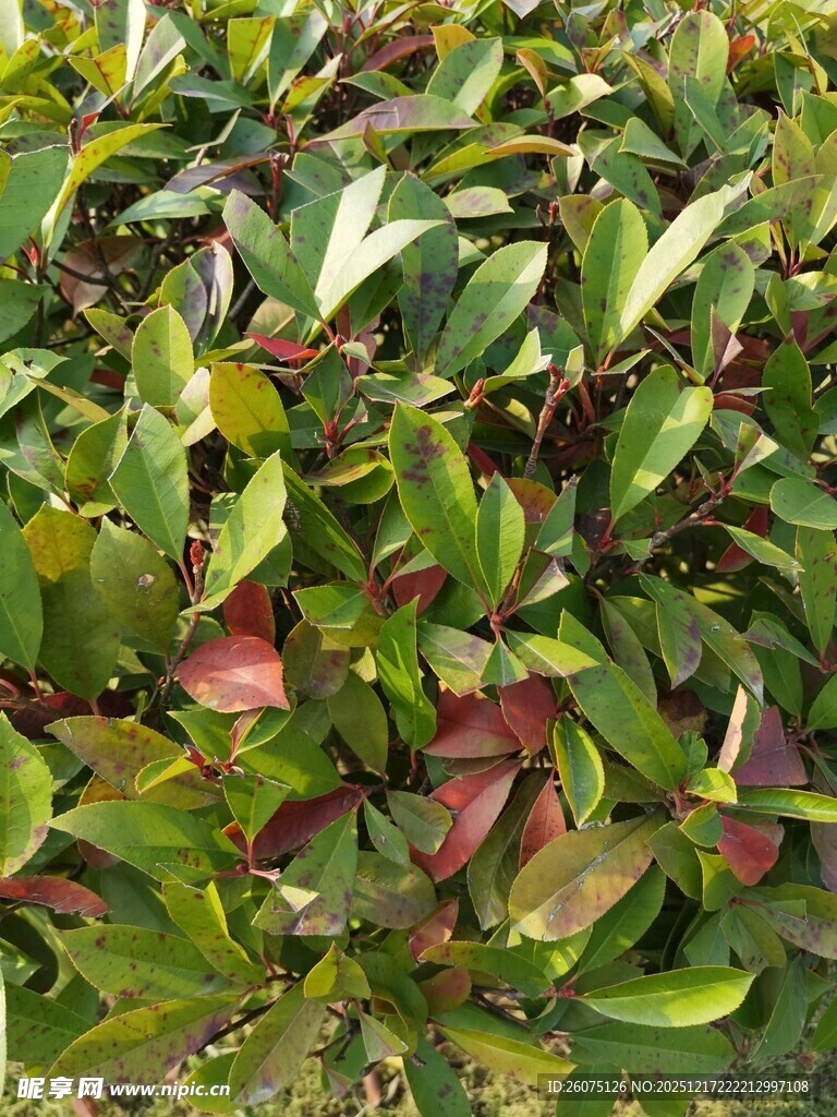 绿叶红边植物特写