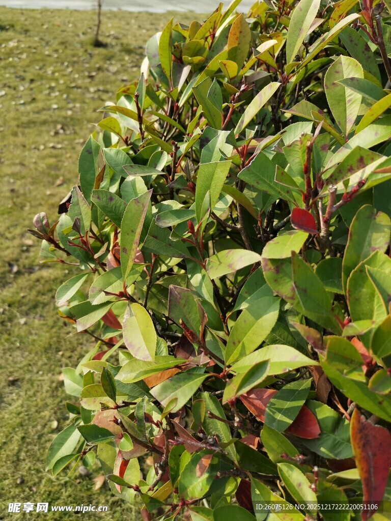 多彩叶片的植物景观
