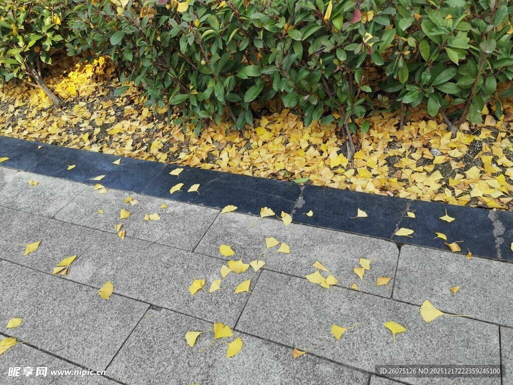 秋日街道落叶铺地美景