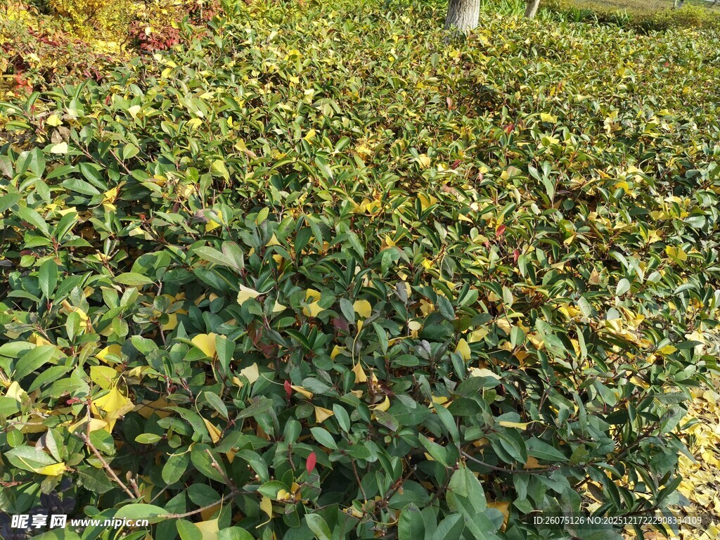 茶园绿意盎然的景象