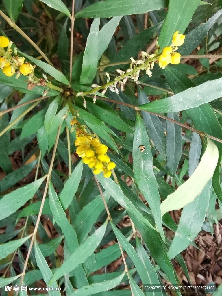金黄小花与绿叶植物