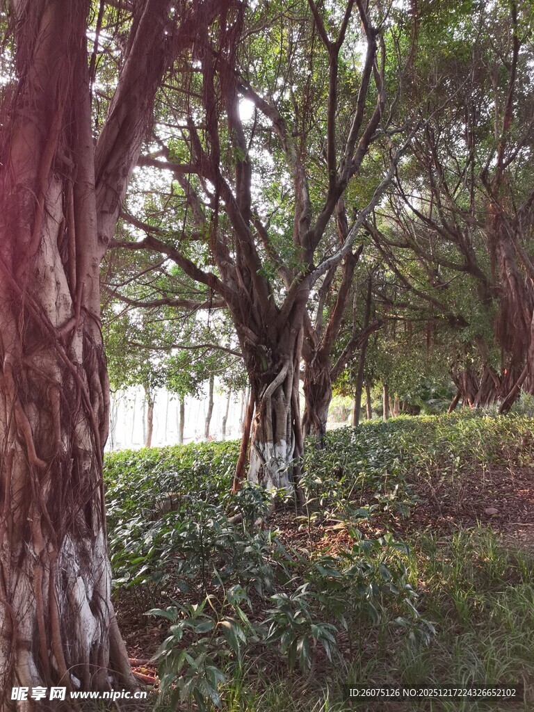 林间树木与繁茂植被景观