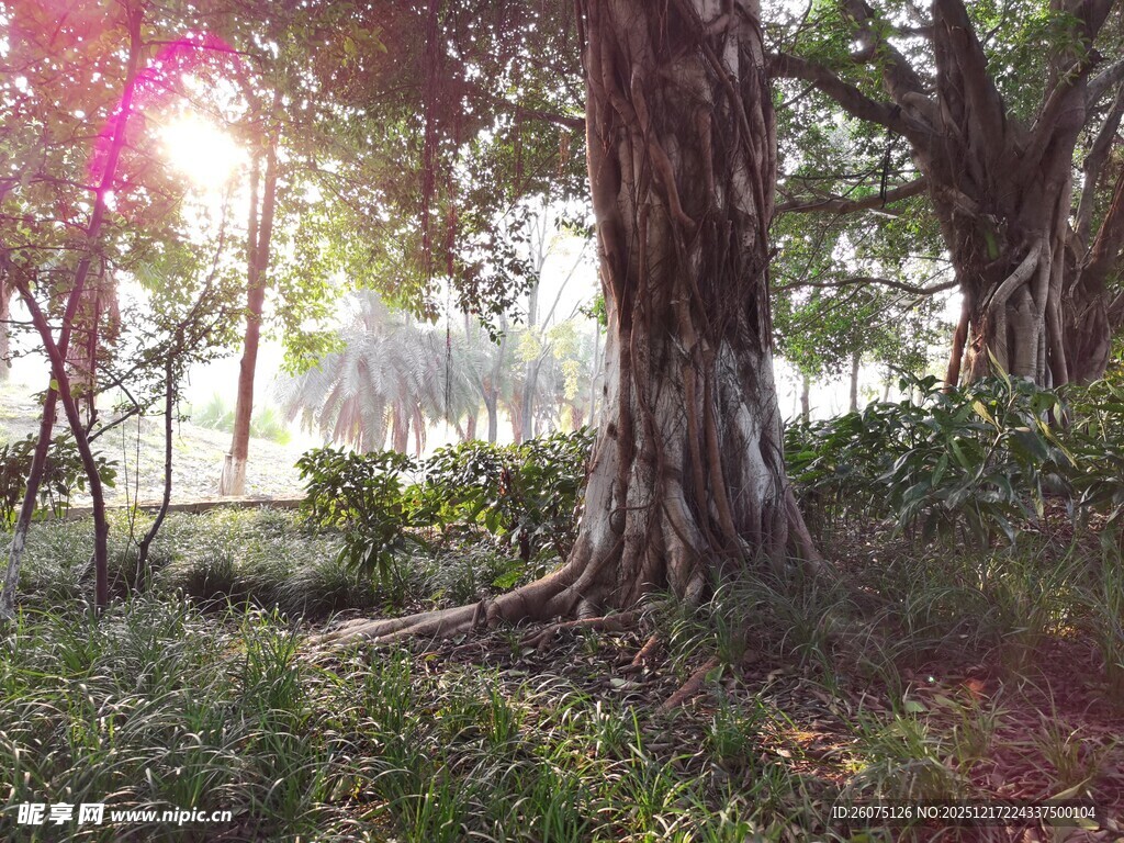 阳光洒落林间的静谧景象