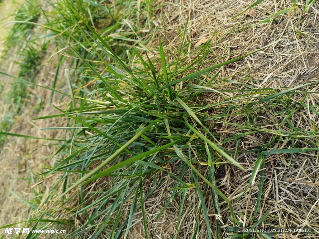地面上的一丛绿色野草