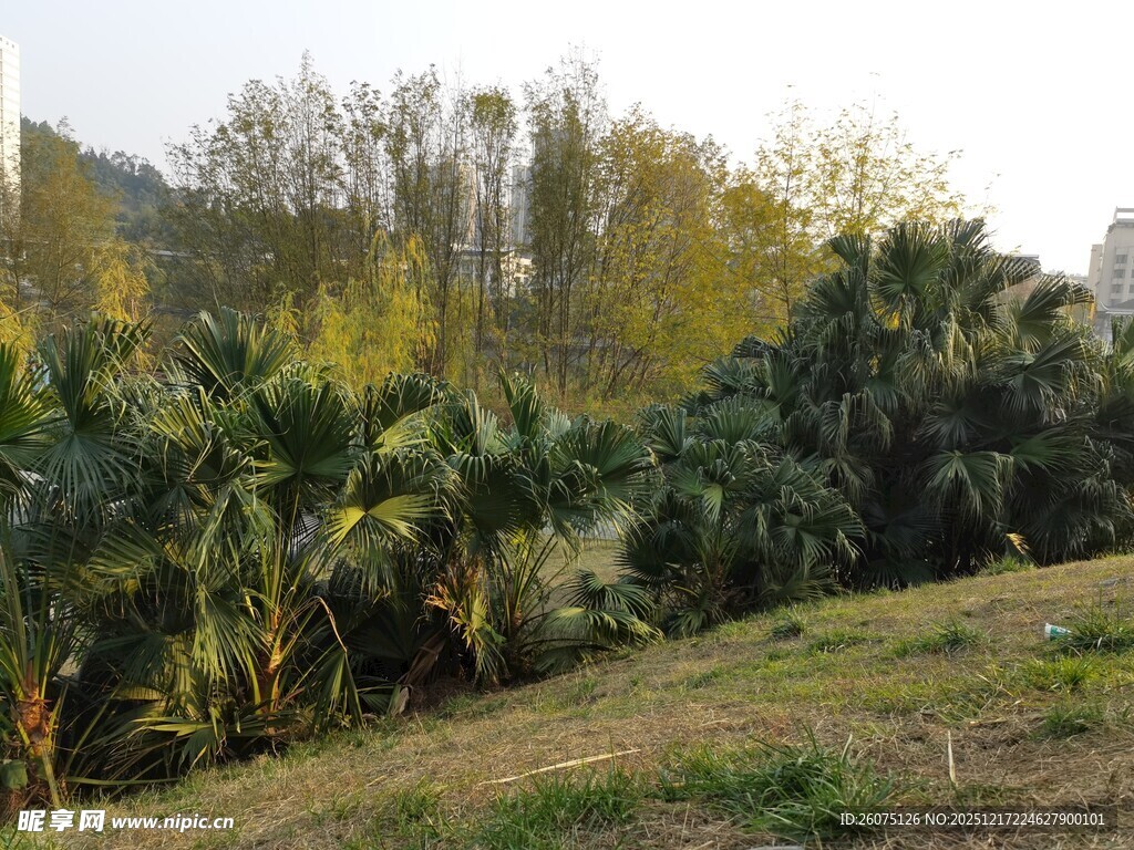 户外葱郁棕榈植物景观