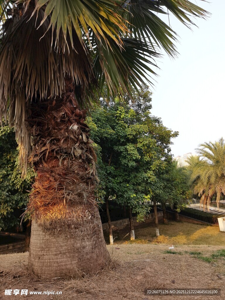 户外棕榈树景观