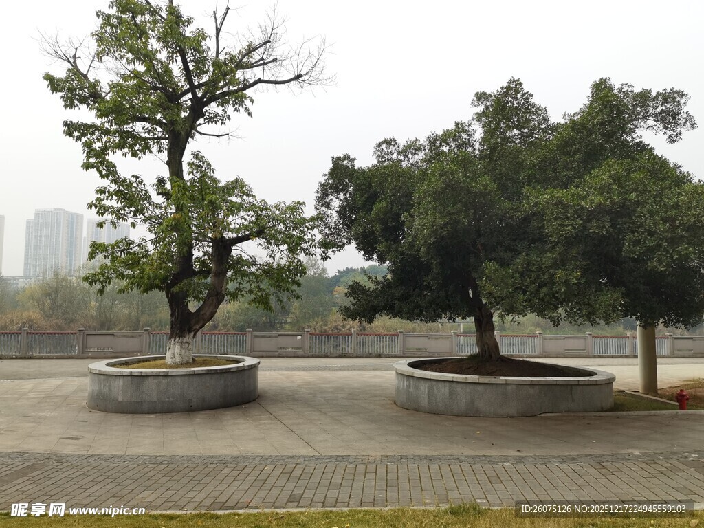 户外景观中的两株造型树木