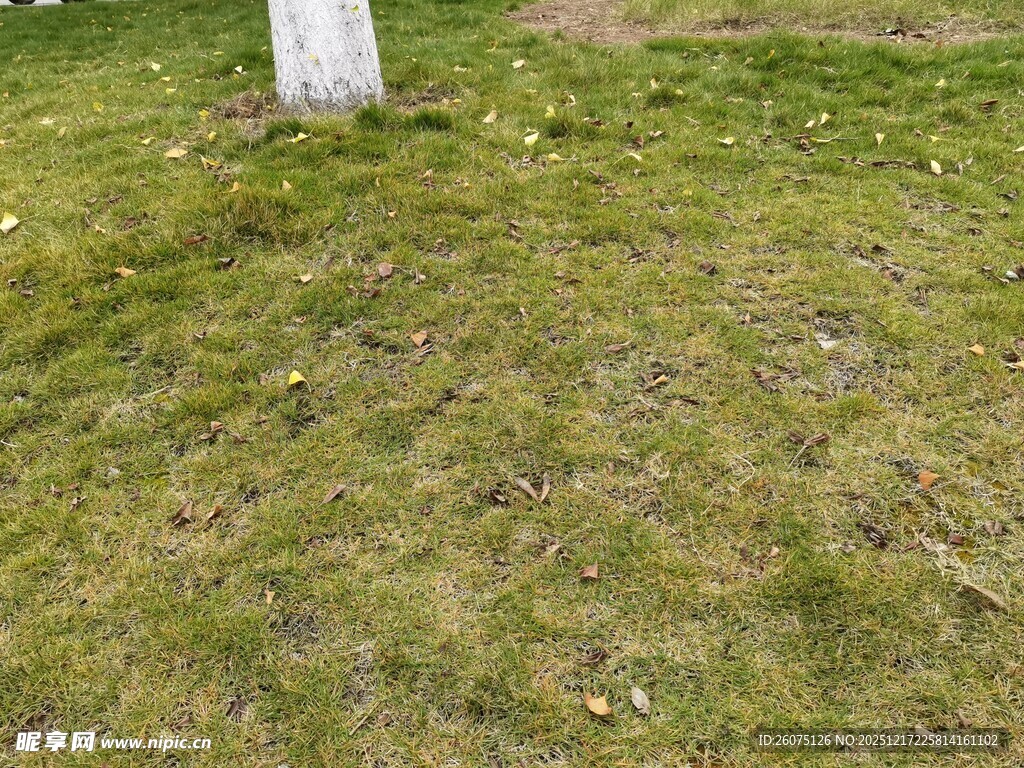 草地中的白色物体