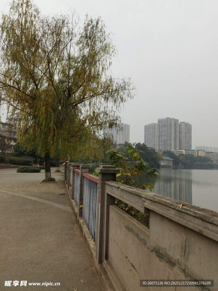 河畔秋景树木与城市建筑