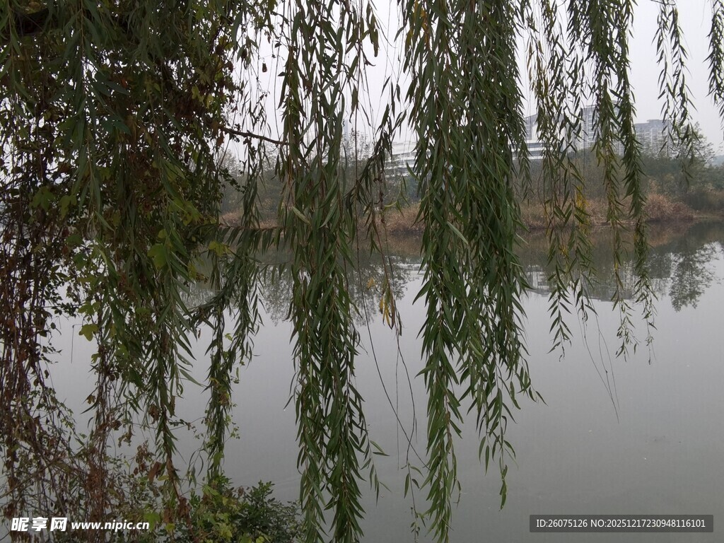 湖畔垂柳映静水