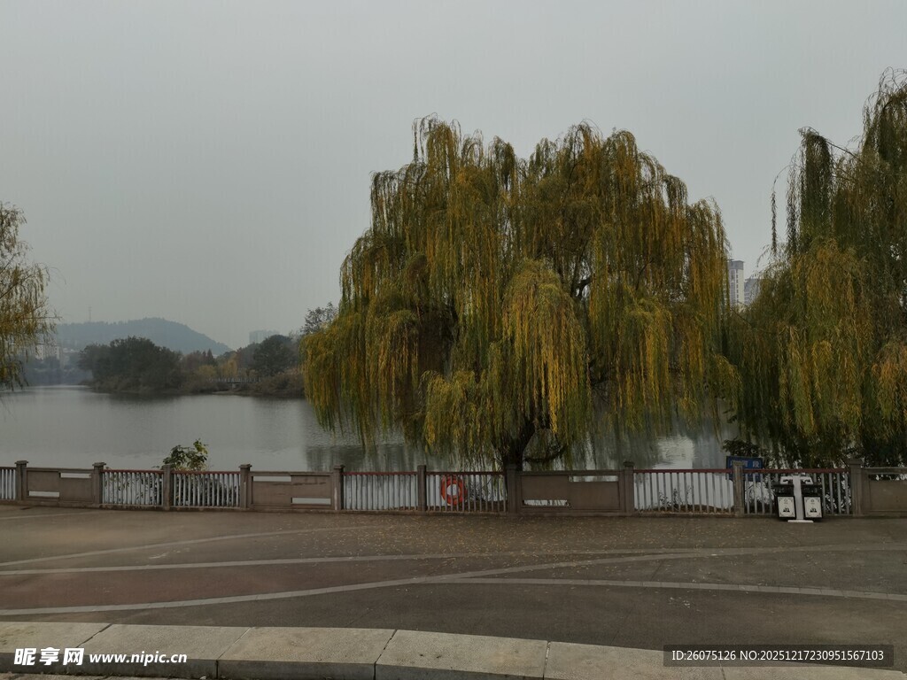 湖畔垂柳景色宜人