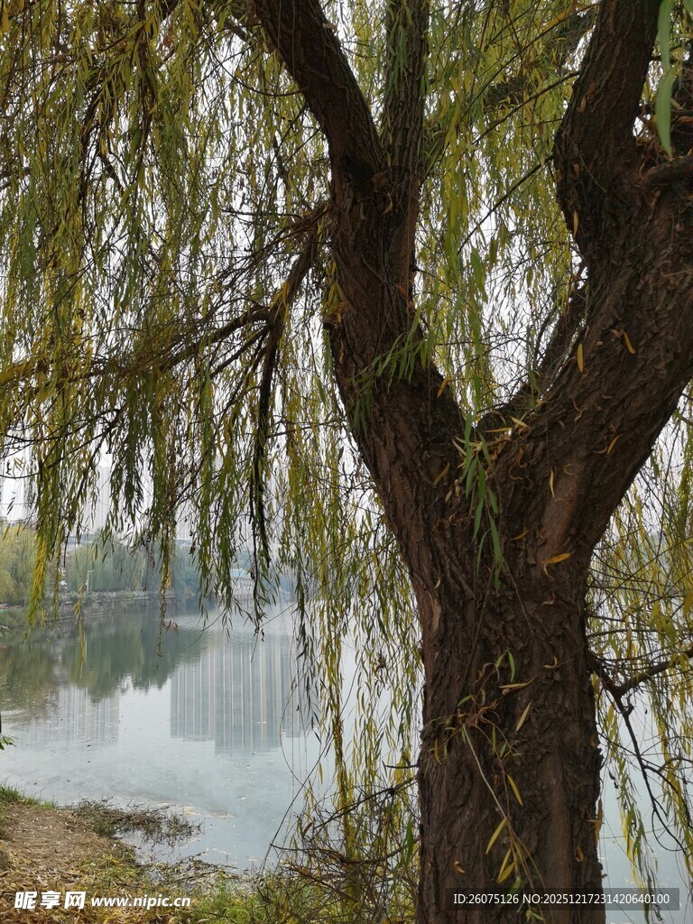 湖畔垂柳
