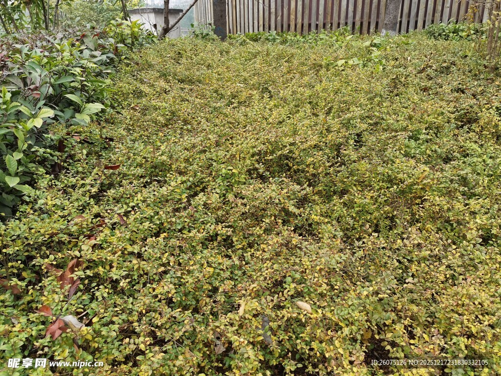 翠绿繁茂的地面植物景观