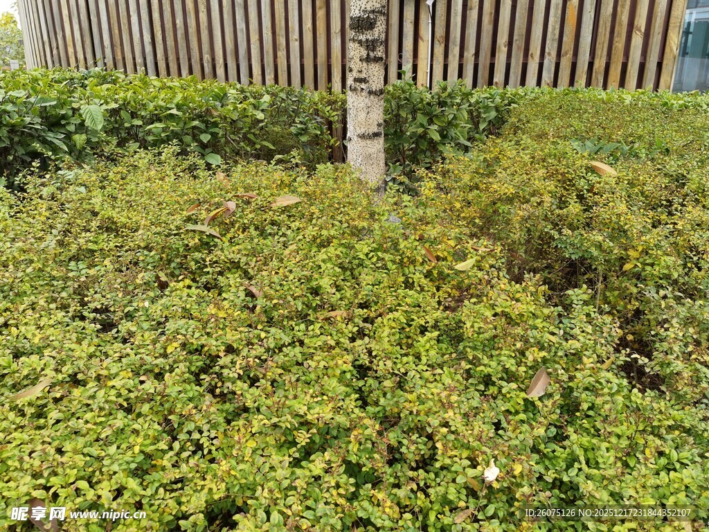 绿意盎然的灌木丛景观