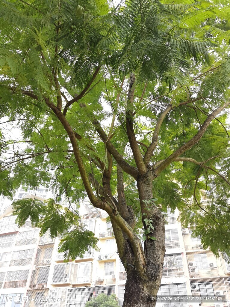 高大繁茂的街边绿树