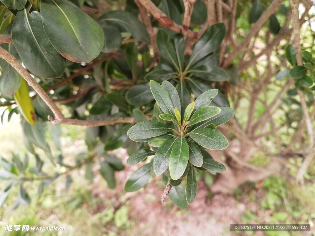 绿叶繁茂的灌木植物