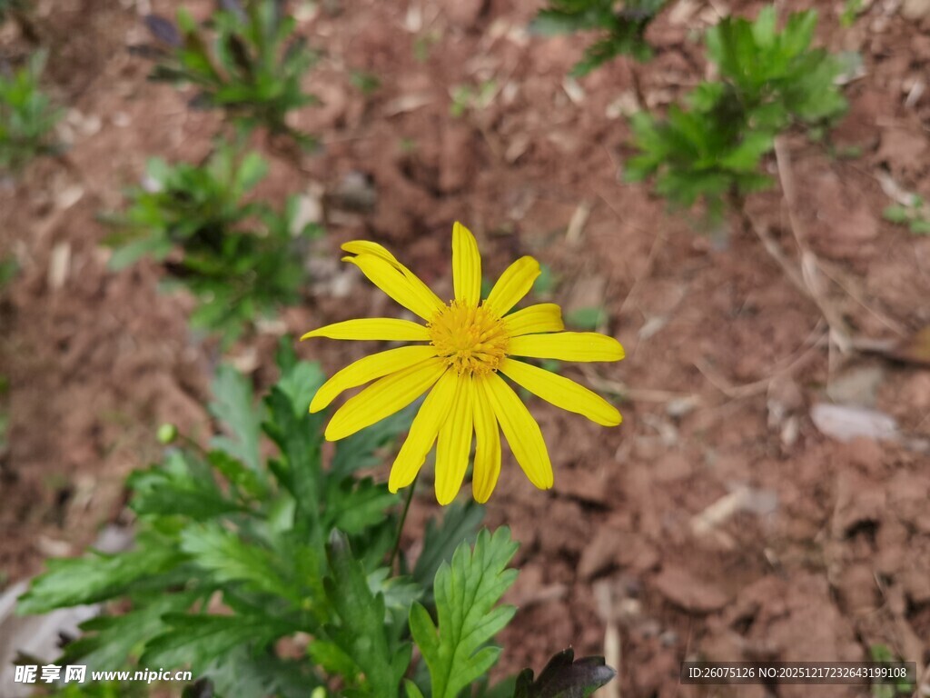 黄色小花绽放于泥土间